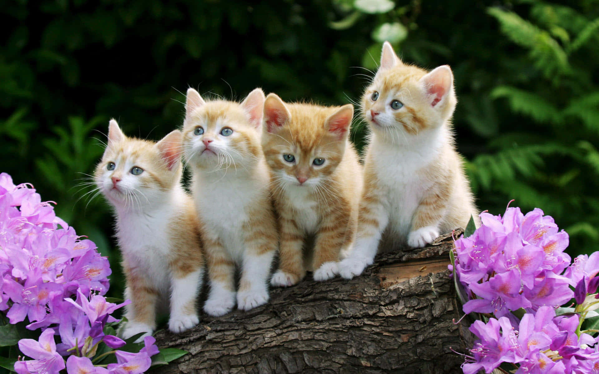 Cute Kittens On Wooden Log Picture