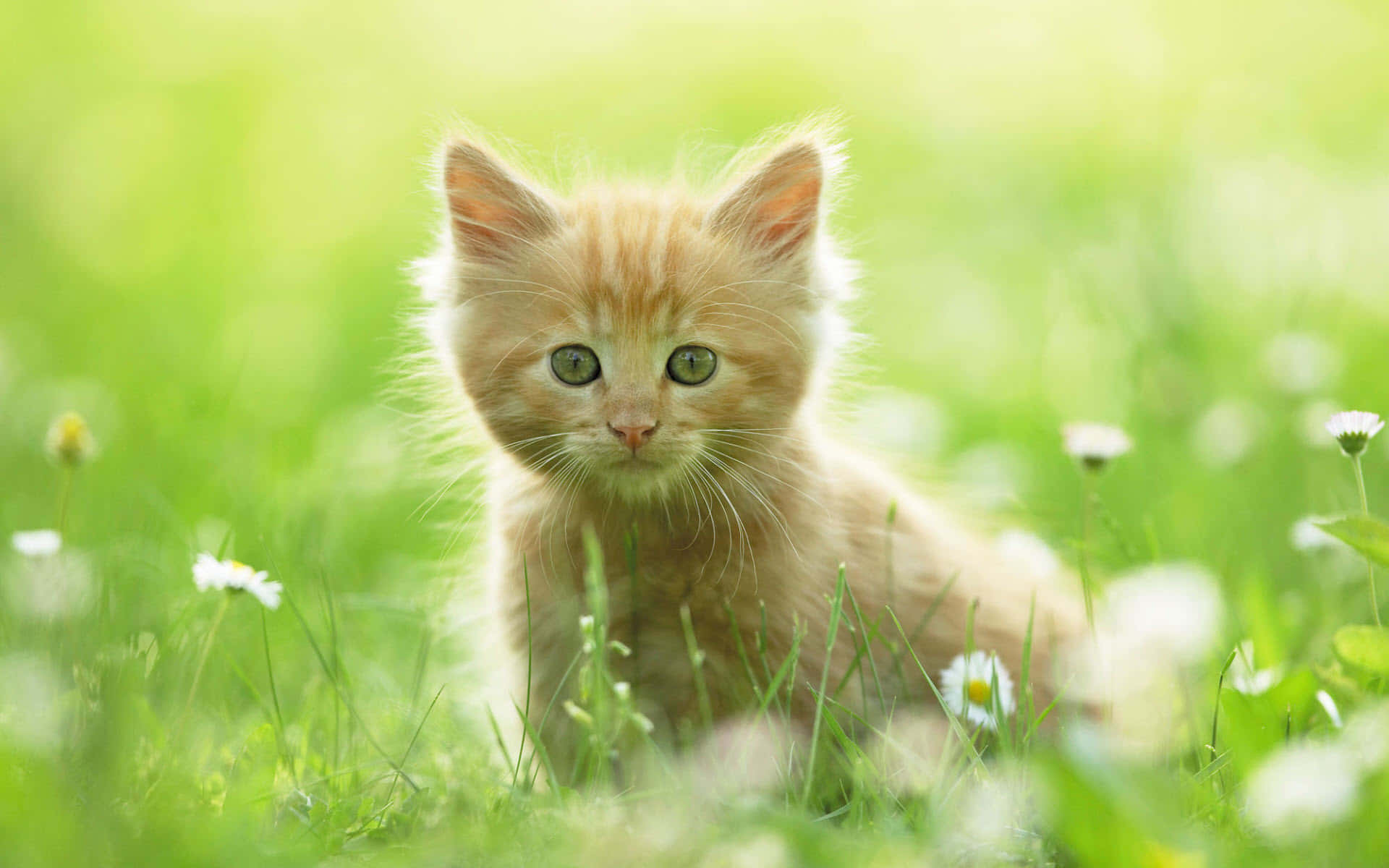 A Kitten Is Sitting In The Grass With Daisies