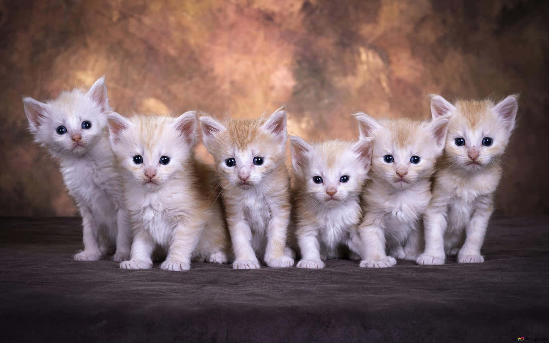 Einegruppe Von Kätzchen Posiert Für Ein Foto.