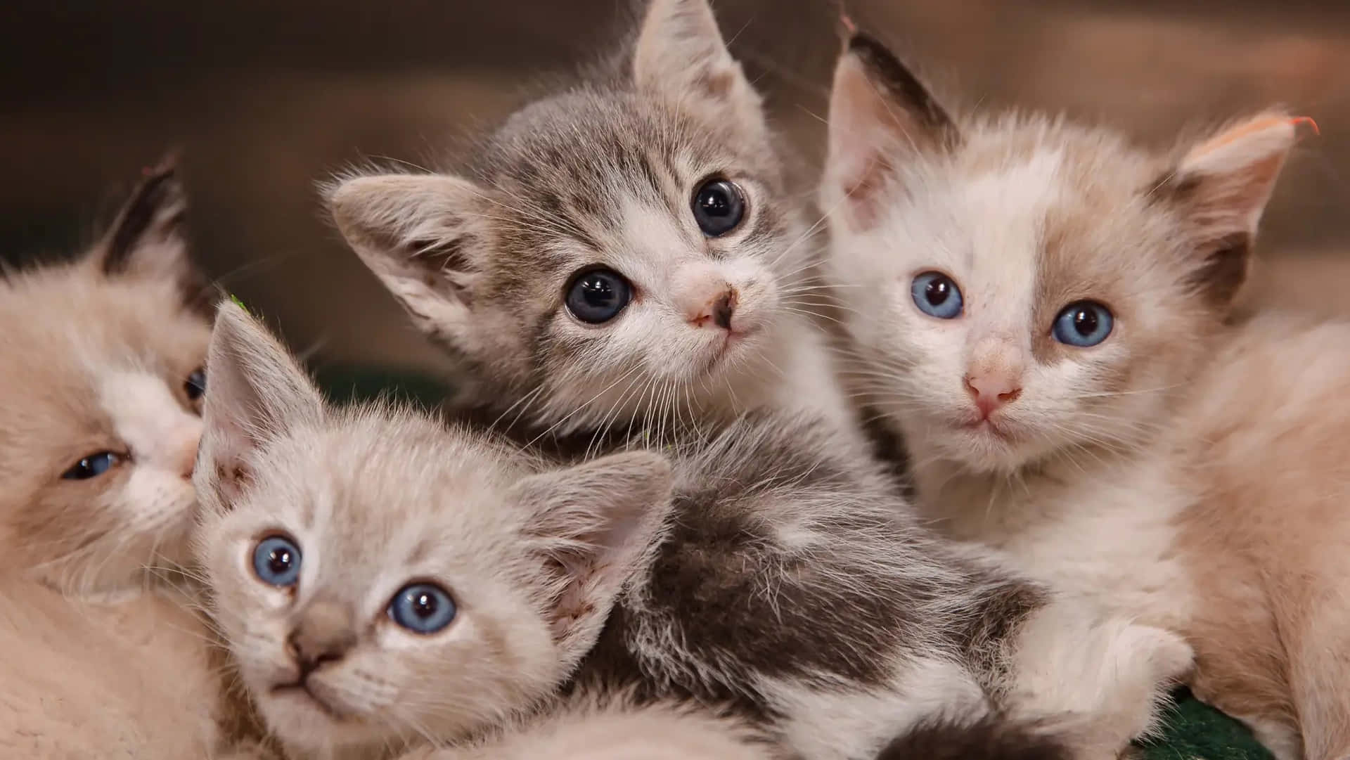 Four Cute Kittens Desktop Picture