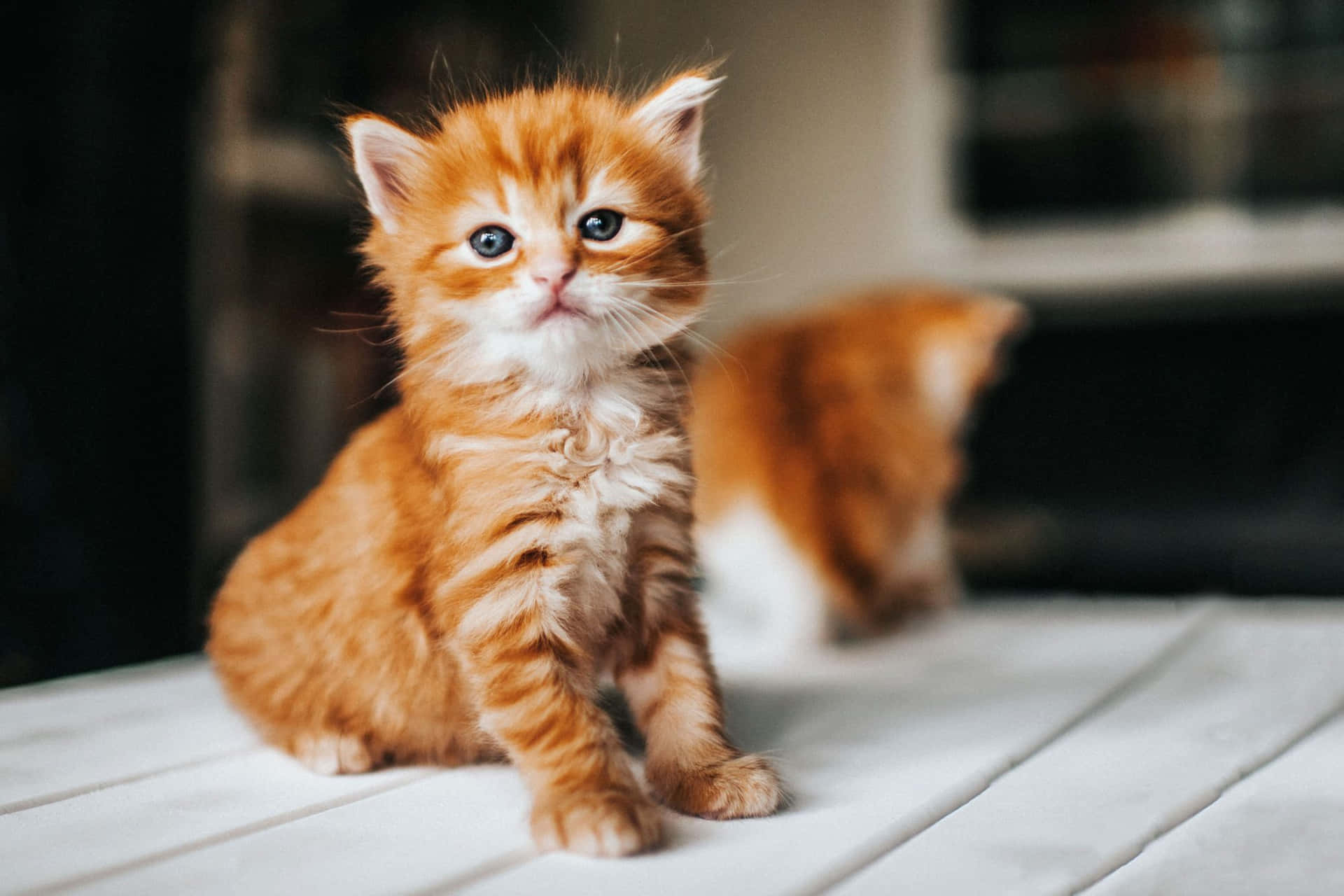 Orangeniedliche Kätzchen Auf Dem Tisch Bild