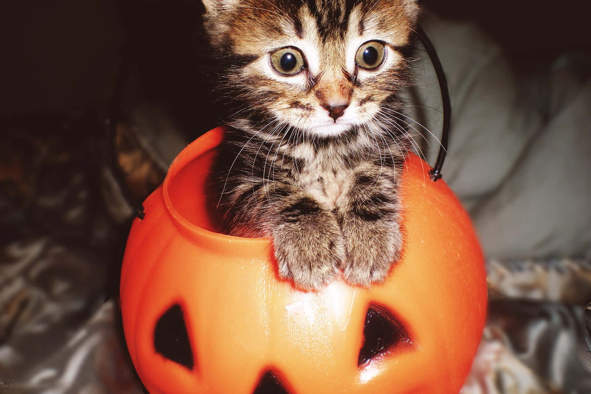 Cute Kittens On Pumpkin Picture