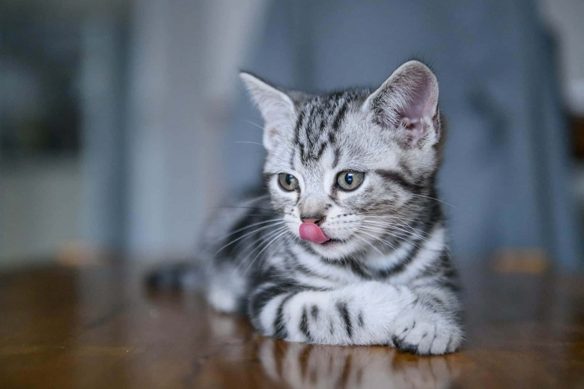 A Kitten Is Licking Its Tongue On A Wooden Table