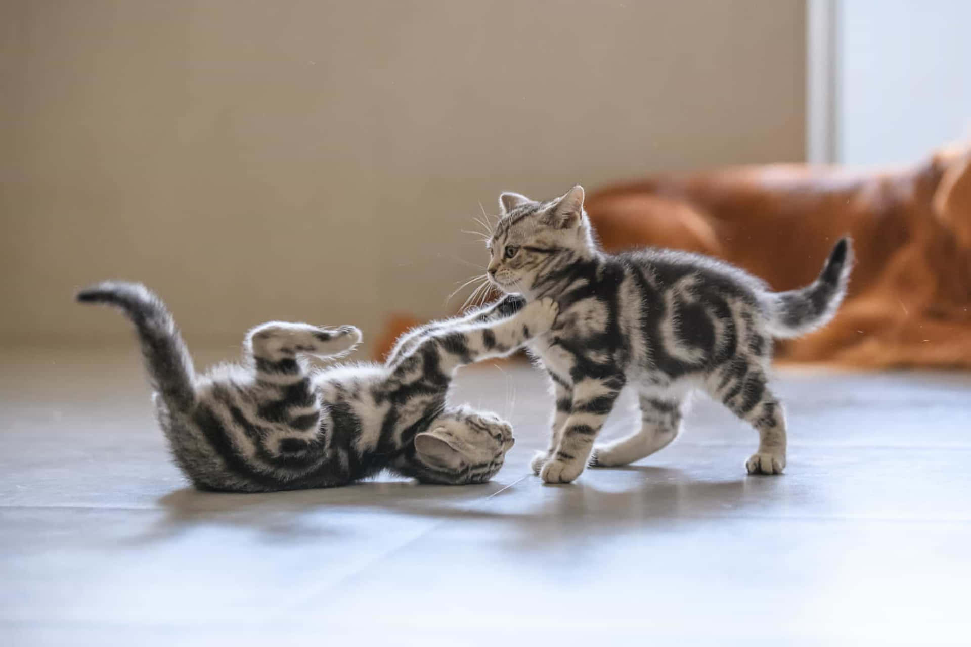 Two Kittens Playing With Each Other On The Floor