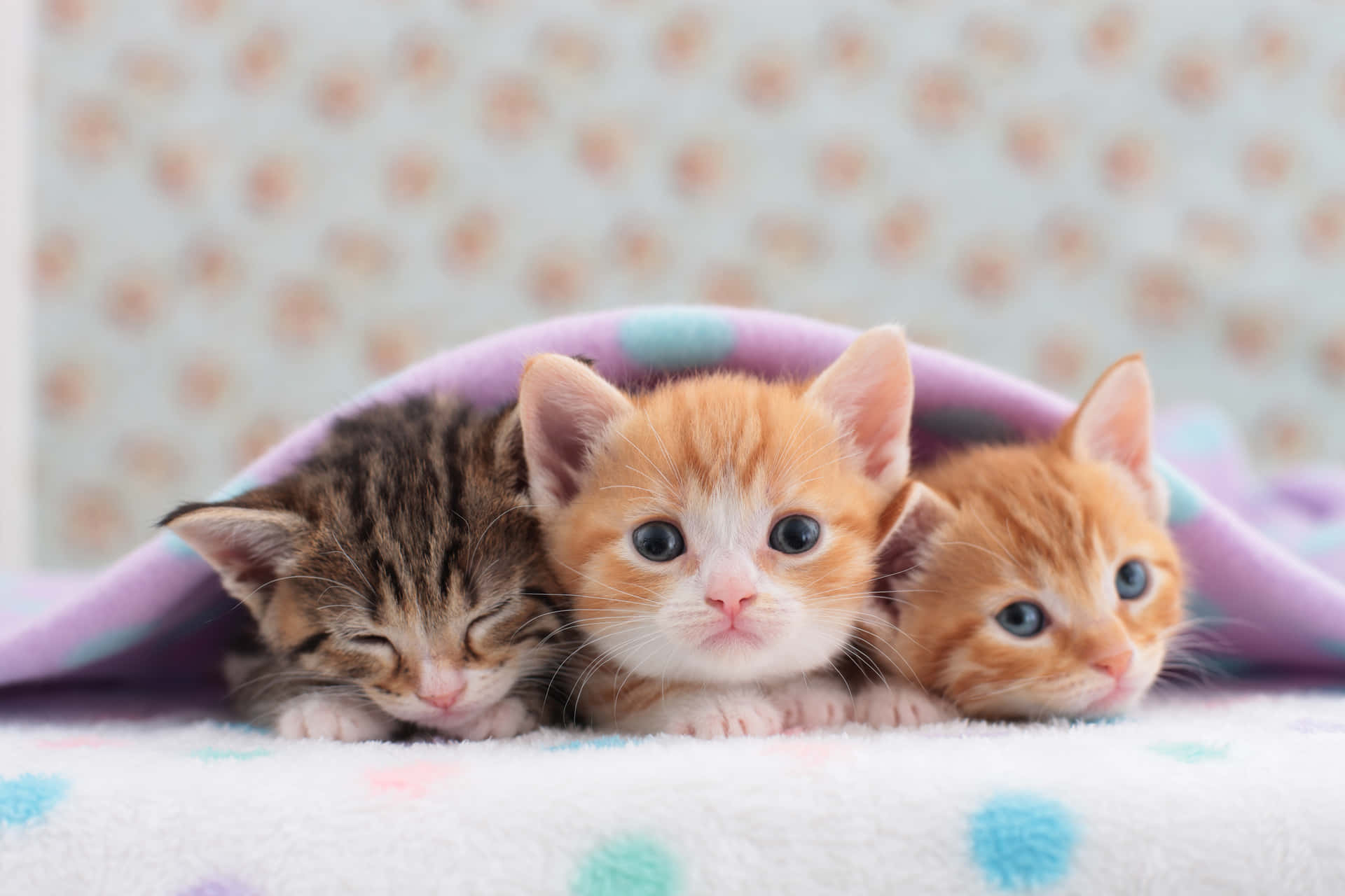 Three Cute Kittens In Blanket Picture