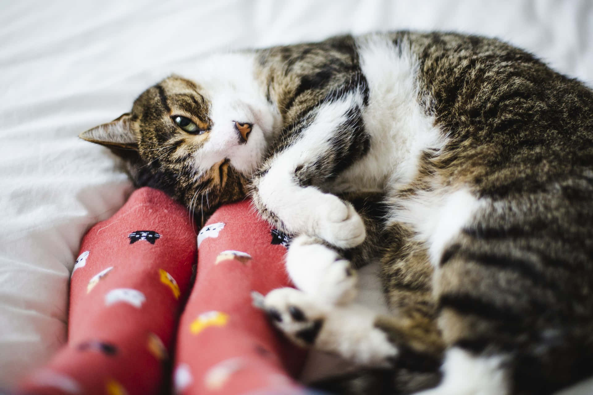 A Cat Laying On A Bed With A Person's Socks