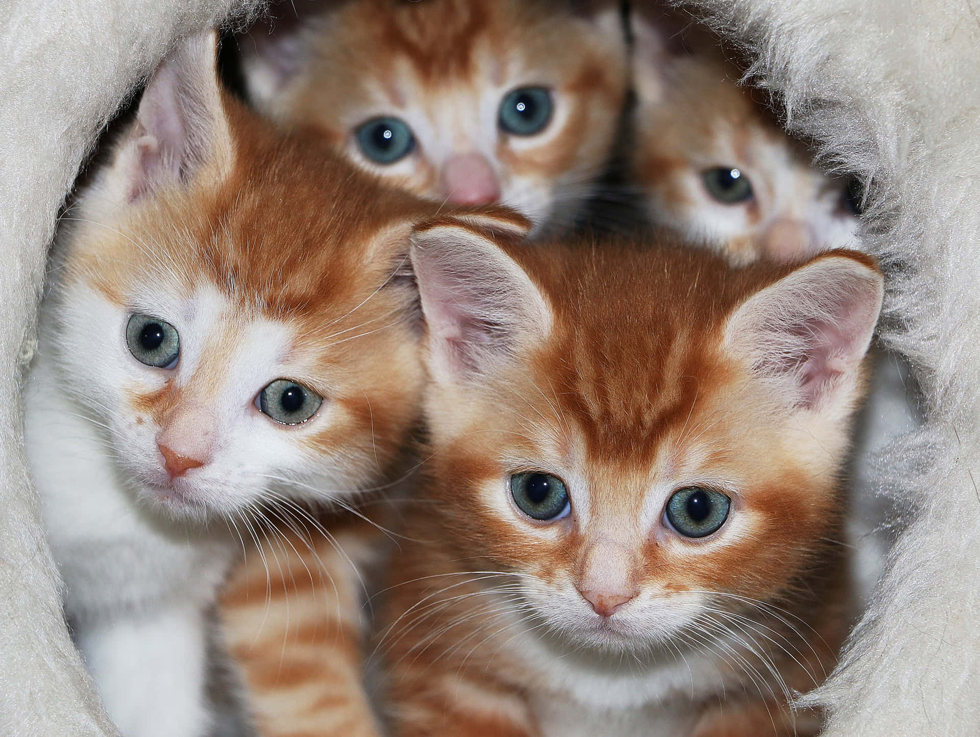 Cute Kittens Into Hole Picture