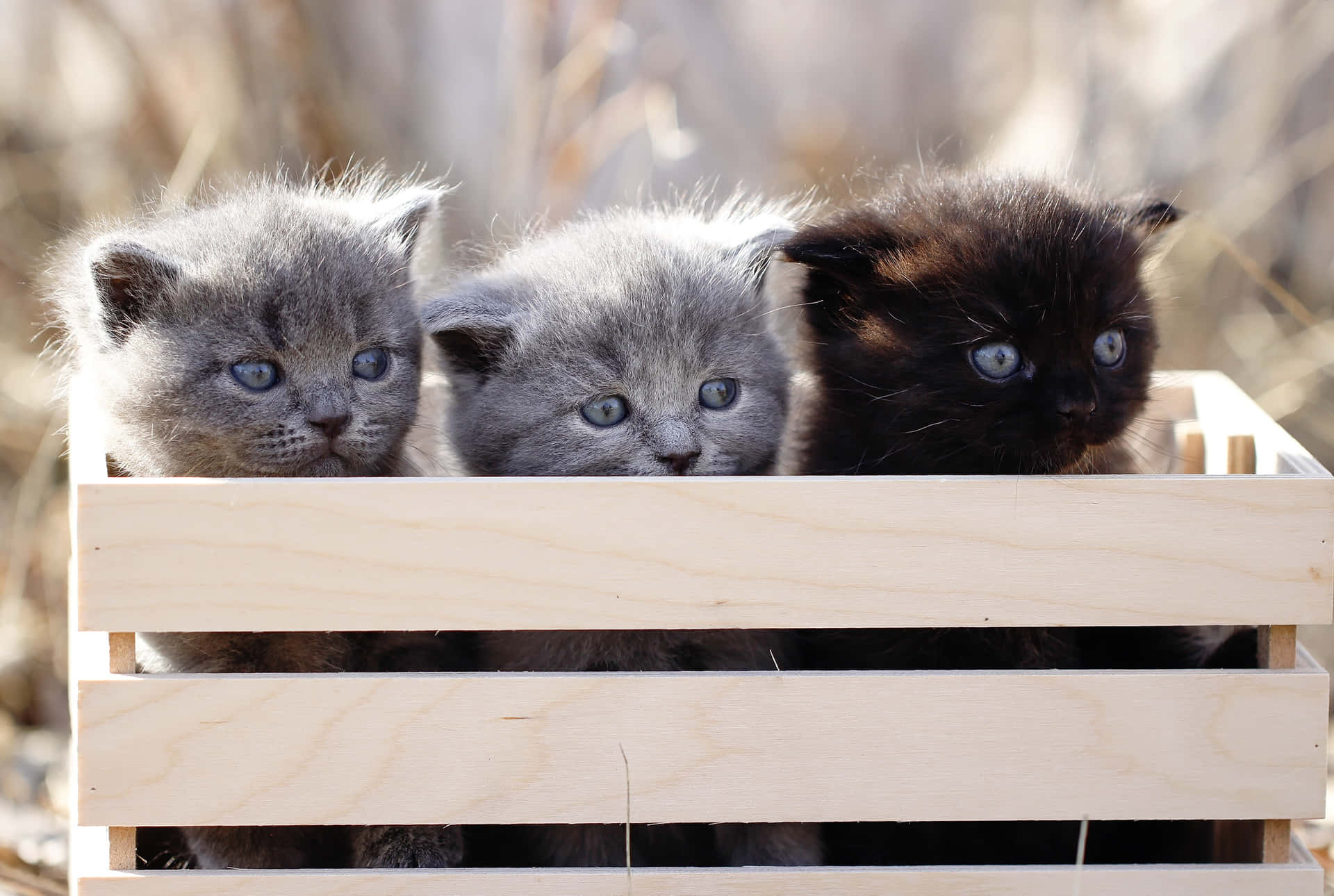 Three Kittens Sitting In A Wooden Box