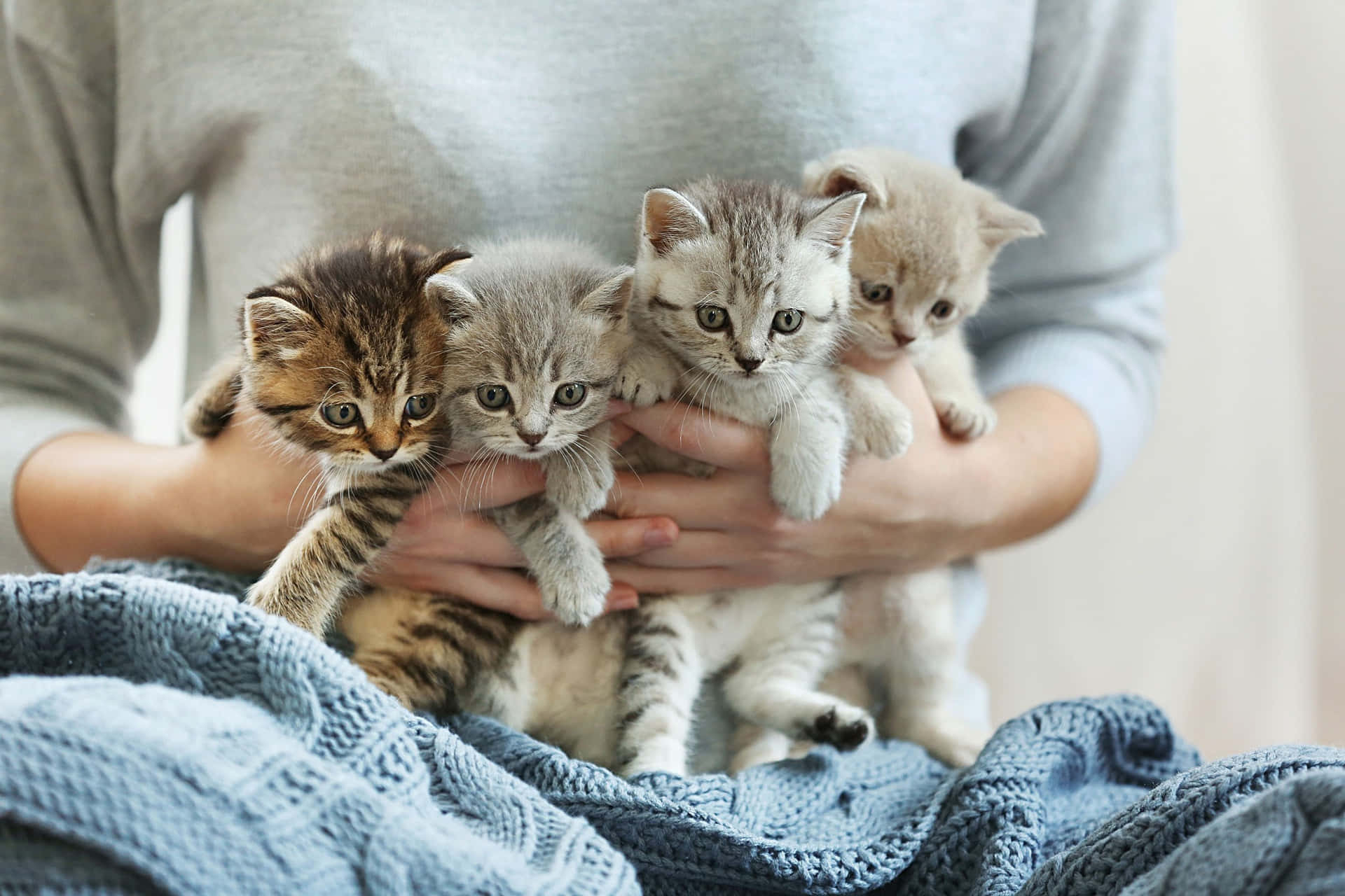 Cute Kittens With Owner Picture