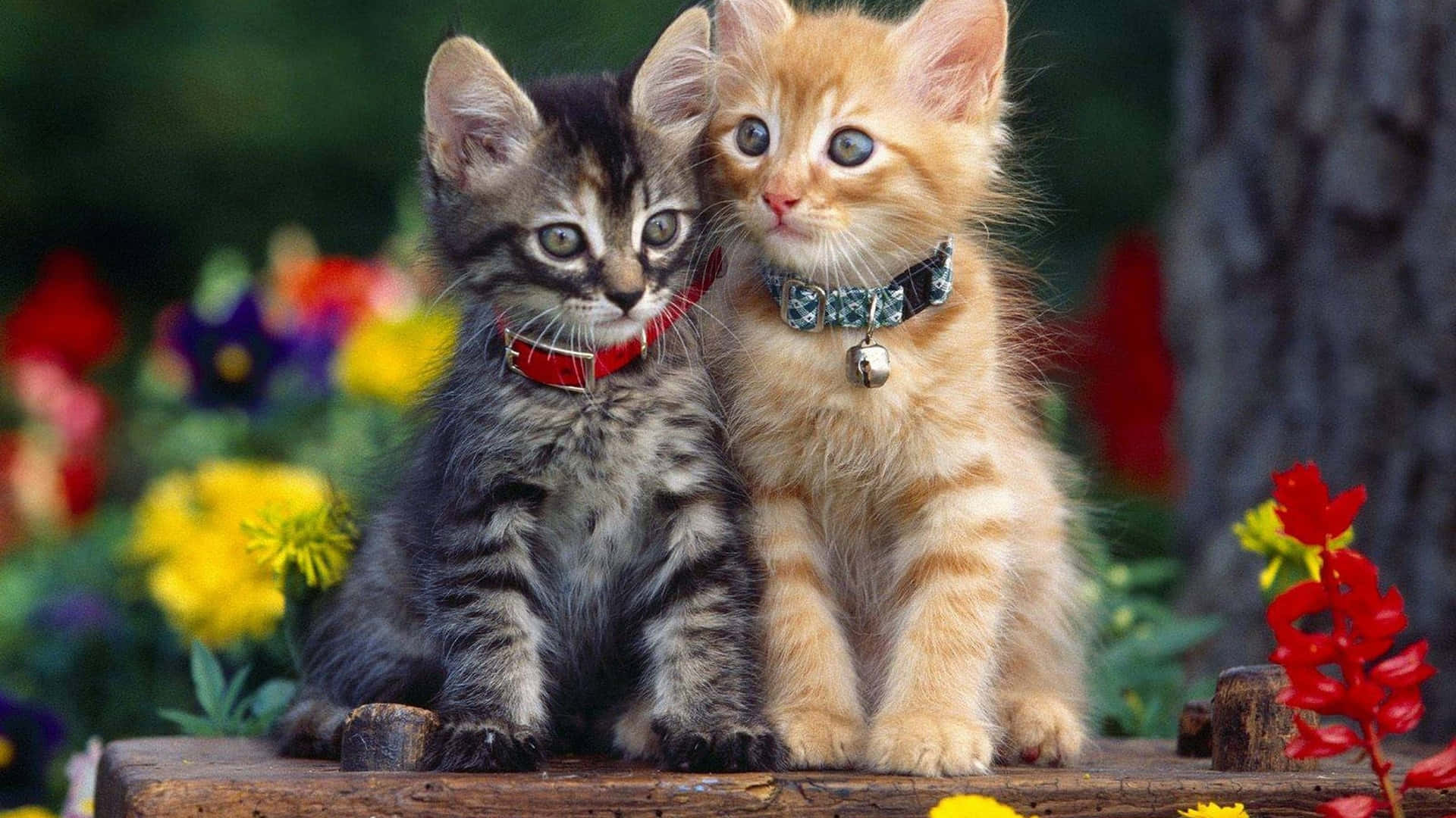 Two Adorable Cute Kittens Looking Up