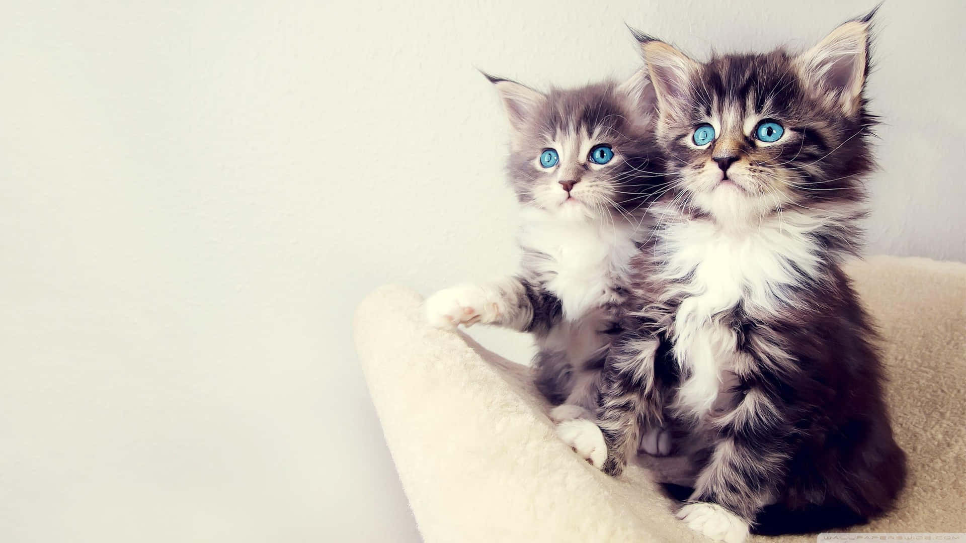 Two Kittens Sitting On A Chair With Blue Eyes