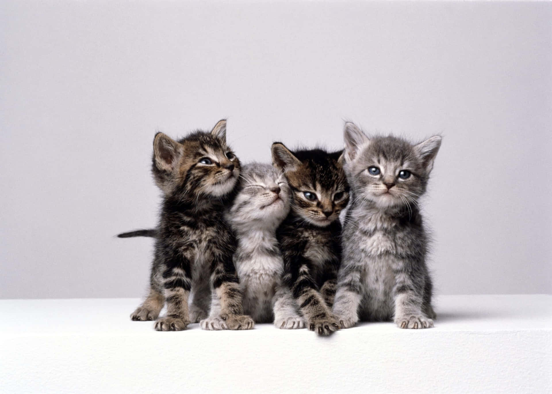 Einegruppe Von Kätzchen Sitzt Auf Einer Weißen Oberfläche.