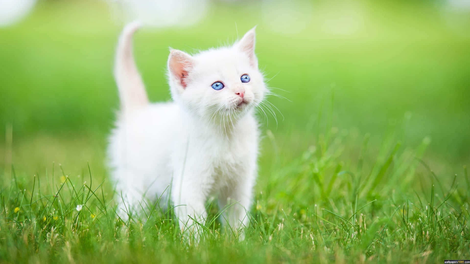 White Cute Kittens In Grass Picture