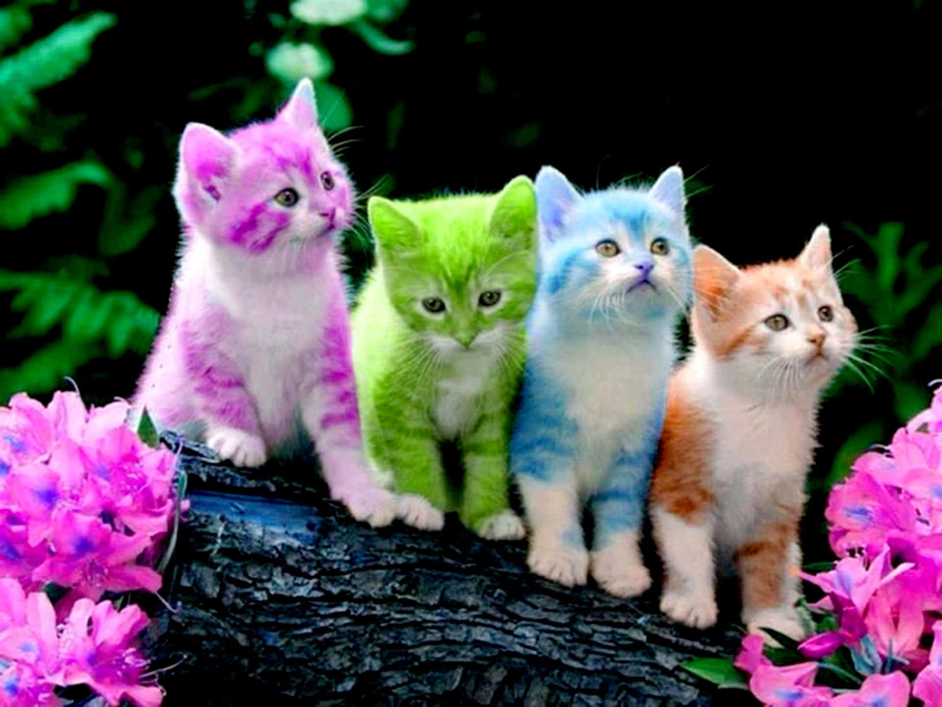 Vierbunte Kätzchen Sitzen Auf Einem Ast Mit Blumen.