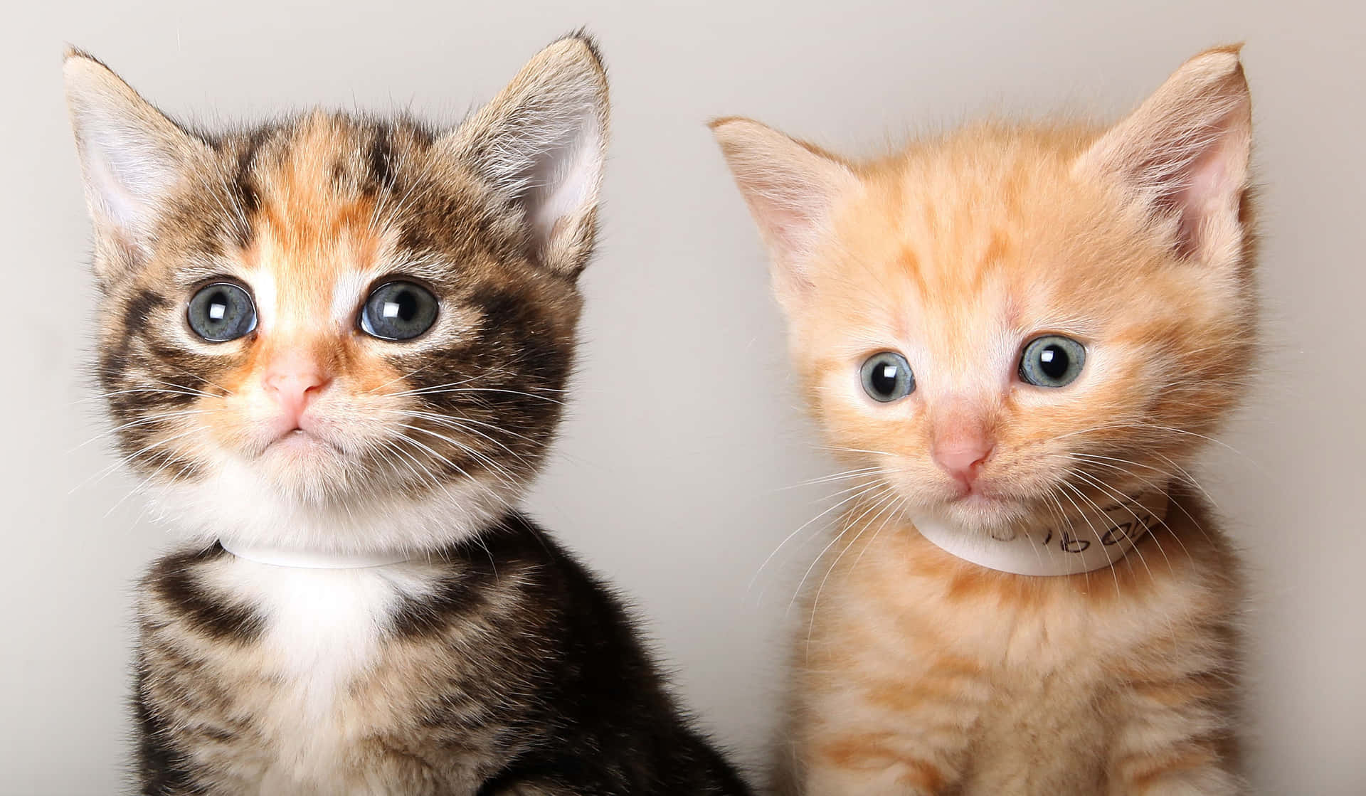Two Cute Kittens Picture