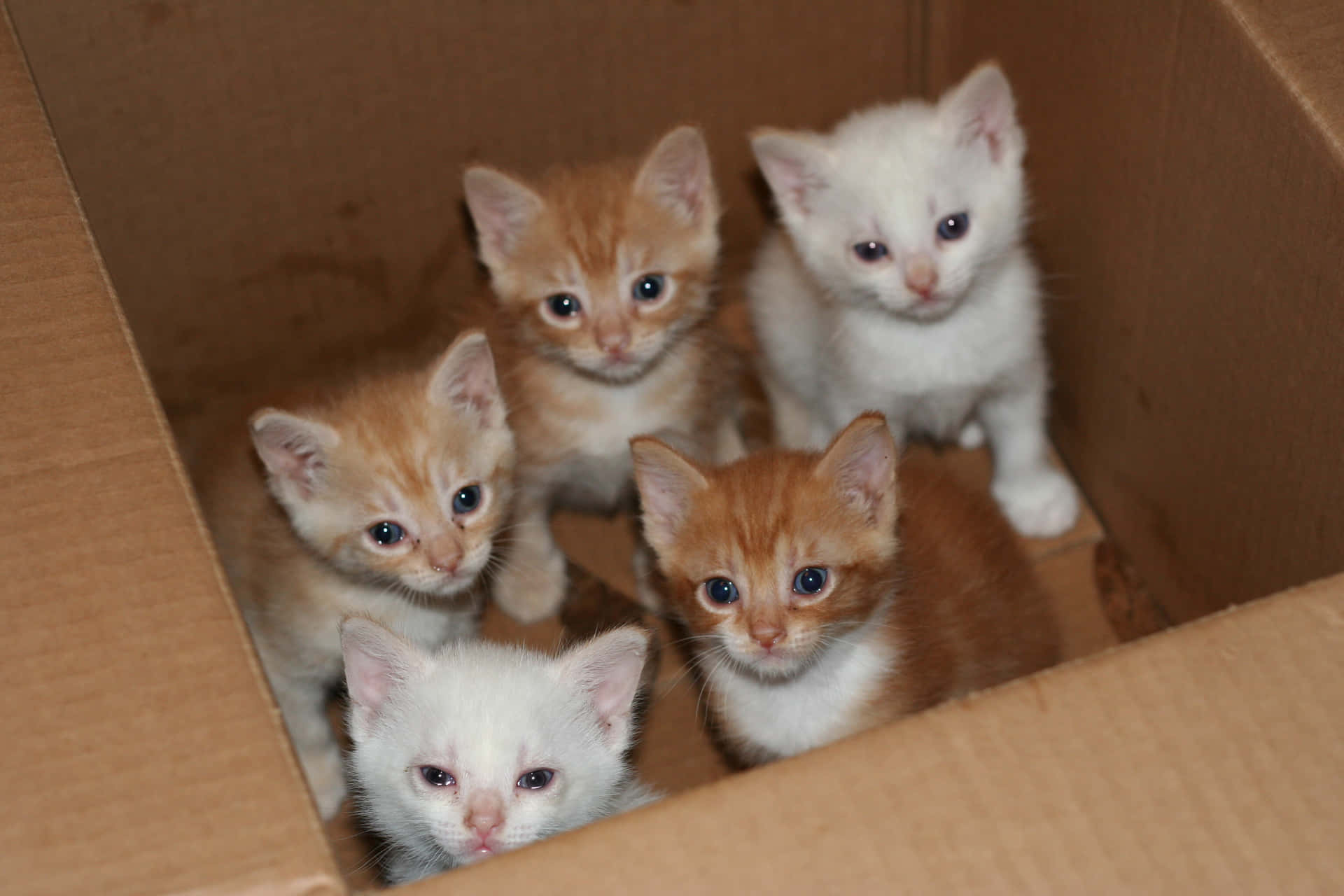 A Cardboard Box With Kittens Inside