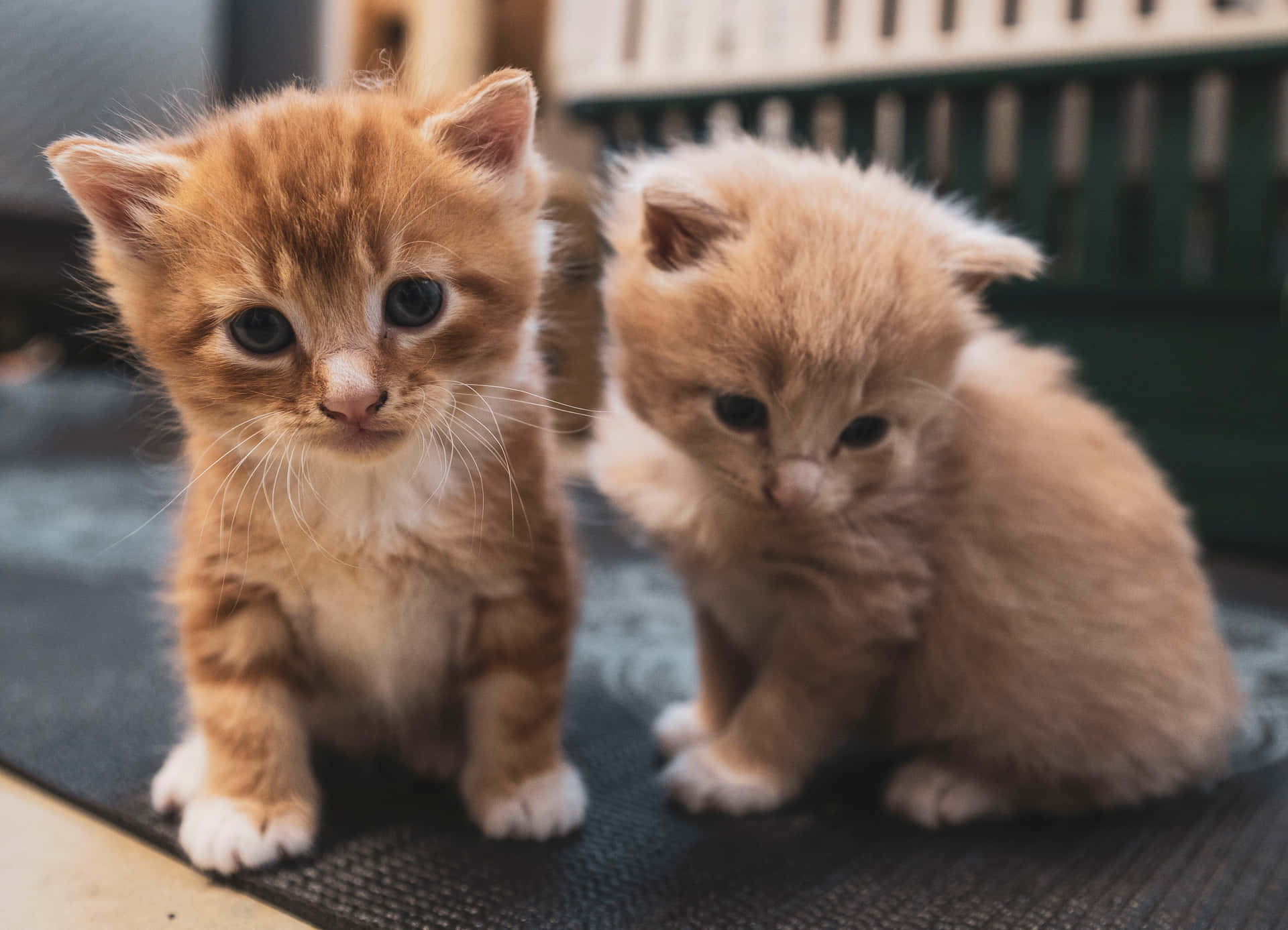 Two Orange Kittens Sitting On A Mat