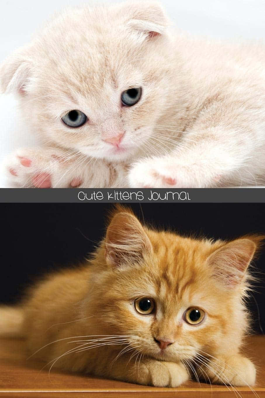 White And Ginger Cute Kittens Picture