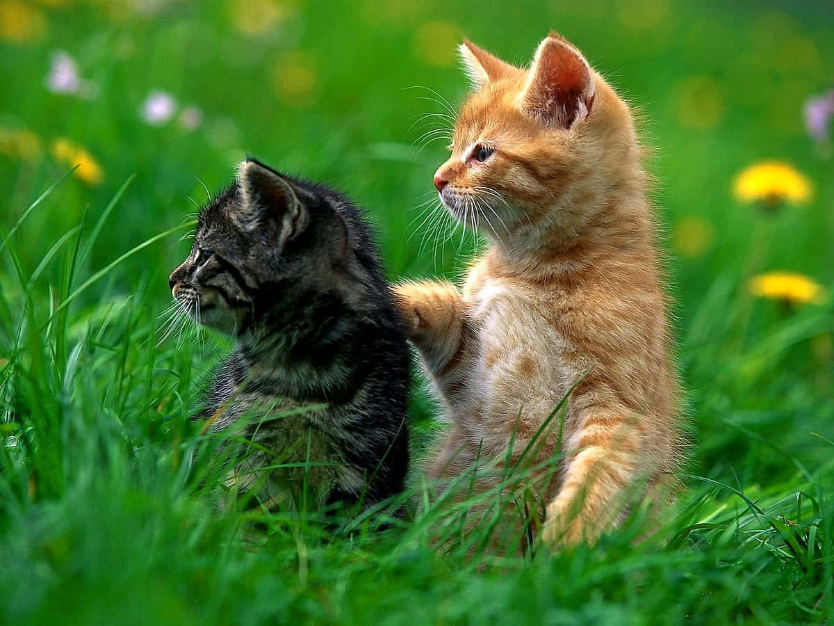 Cute Kittens Playing On A Field Of Grass Wallpaper