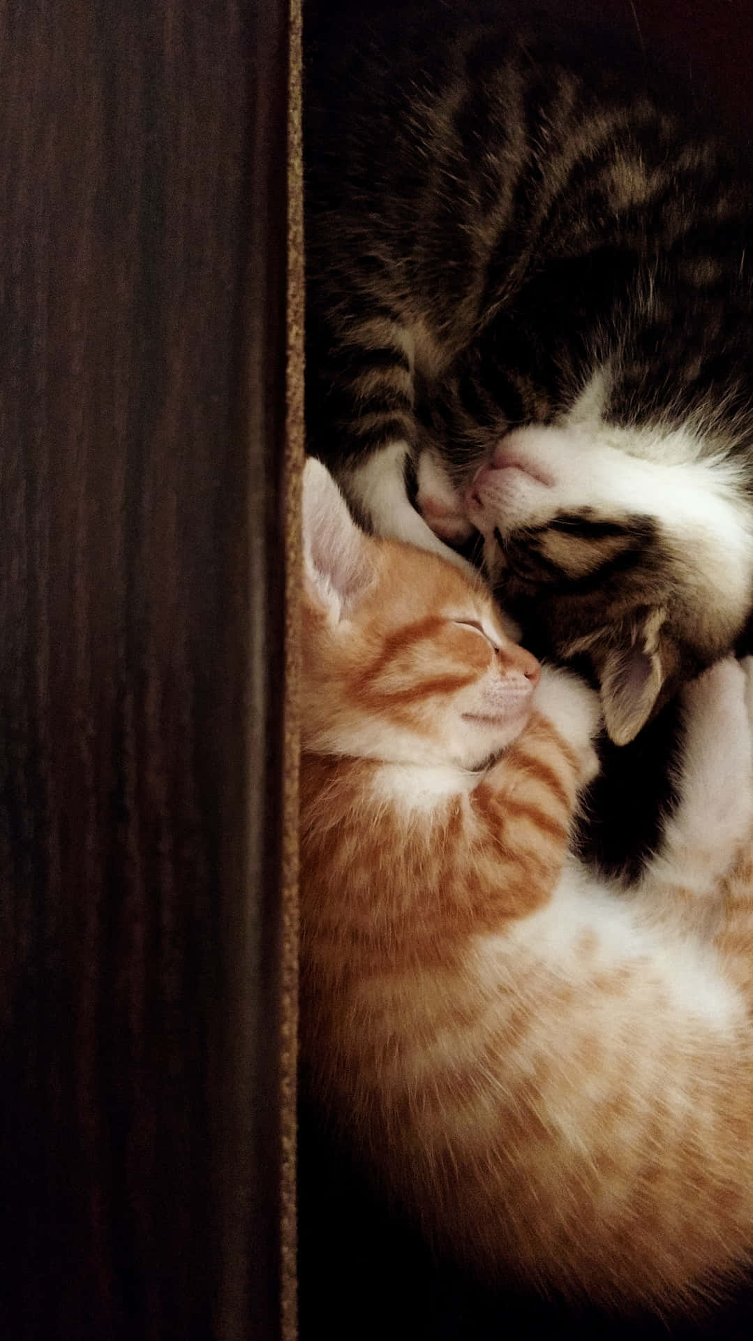Cute Kittens Sleeping Together Wallpaper