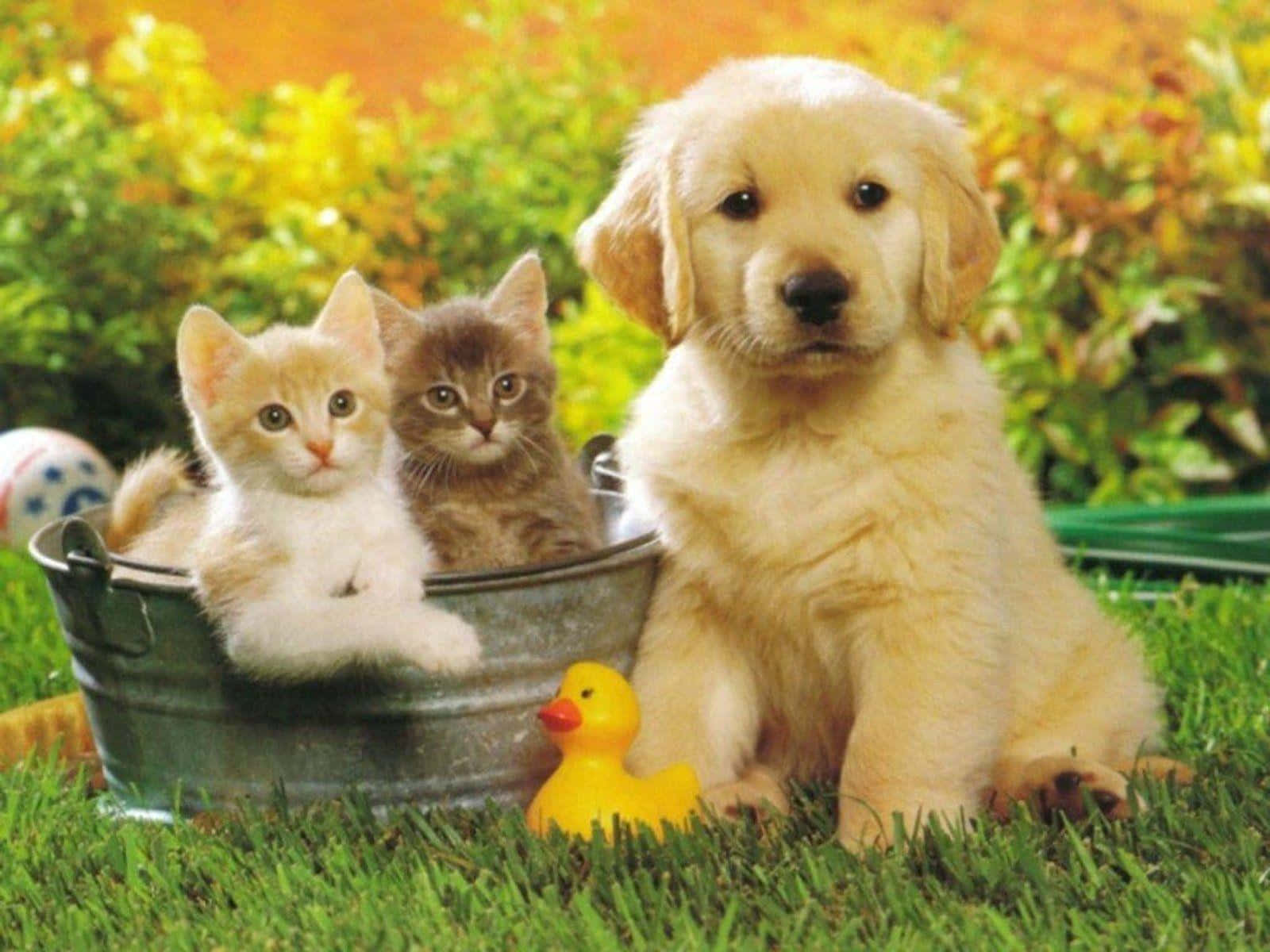 Cute Kitties And Puppy With Rubber Duck Wallpaper