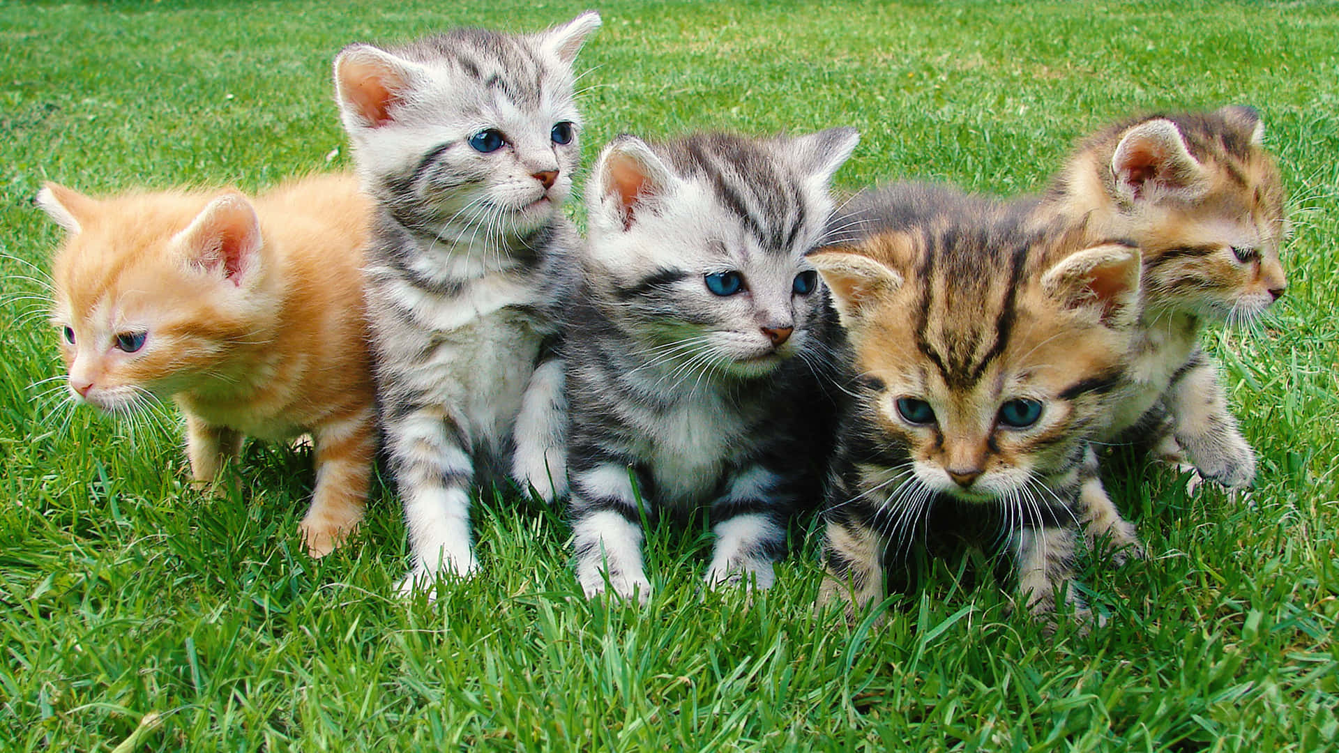 Cute Kitties On The Grass Wallpaper