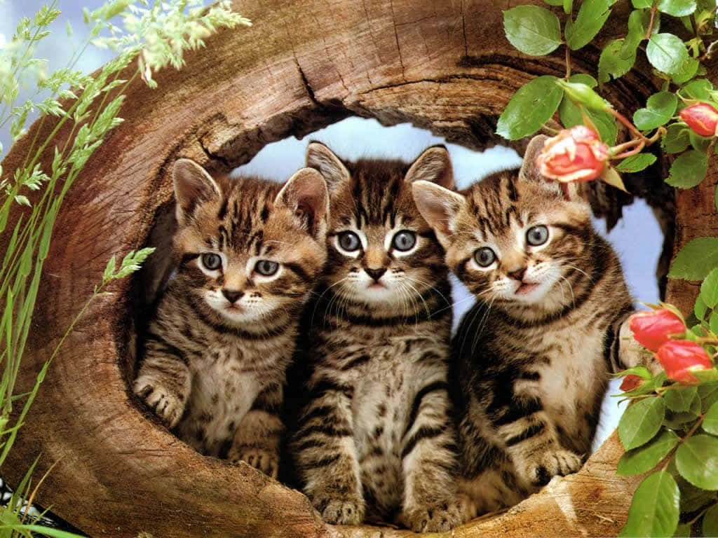 Cute Kitties On Wood Log Wallpaper