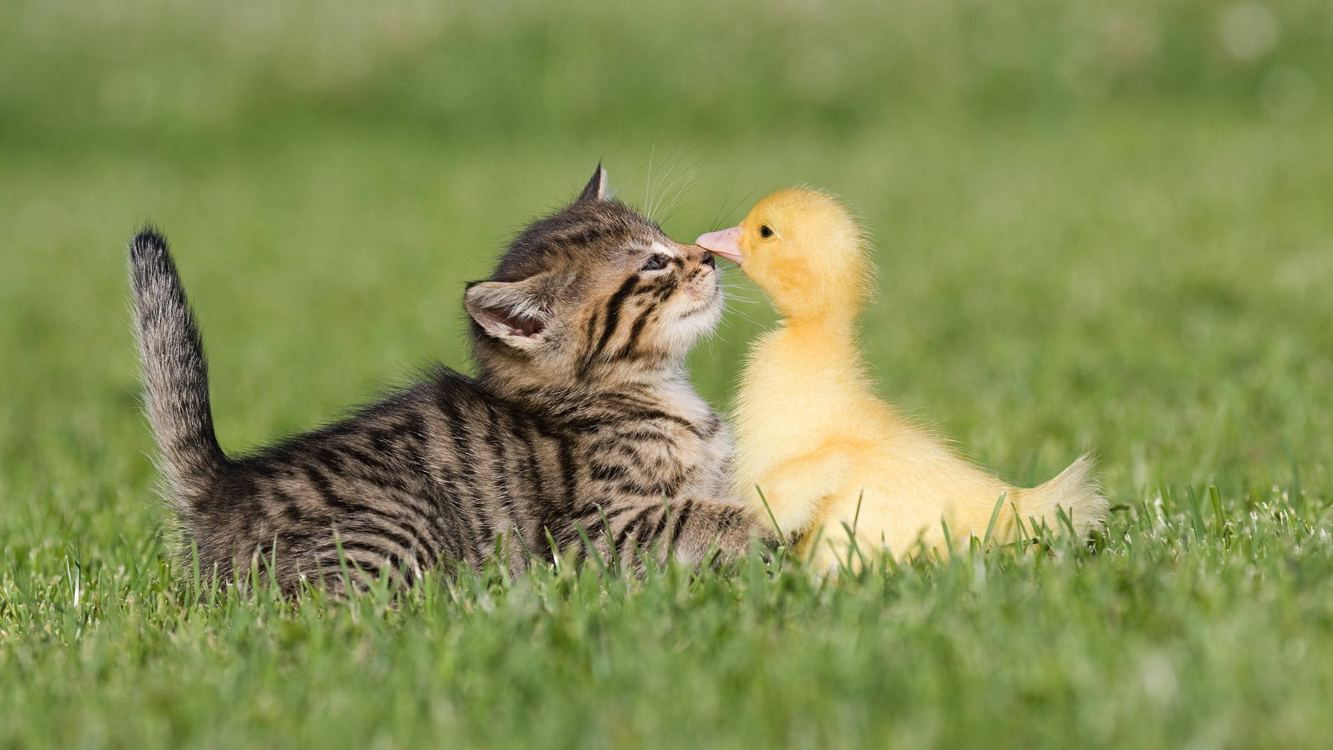Cute Kitty And Duck Kiss Background