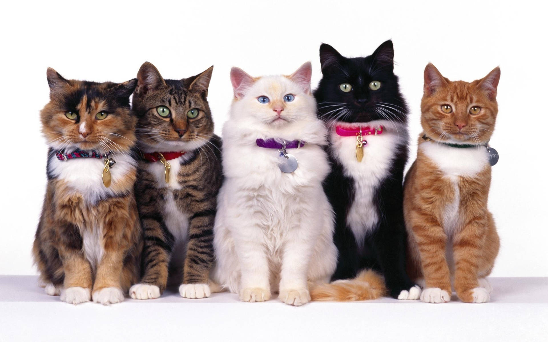 Cute Kitty Family Photo Wallpaper