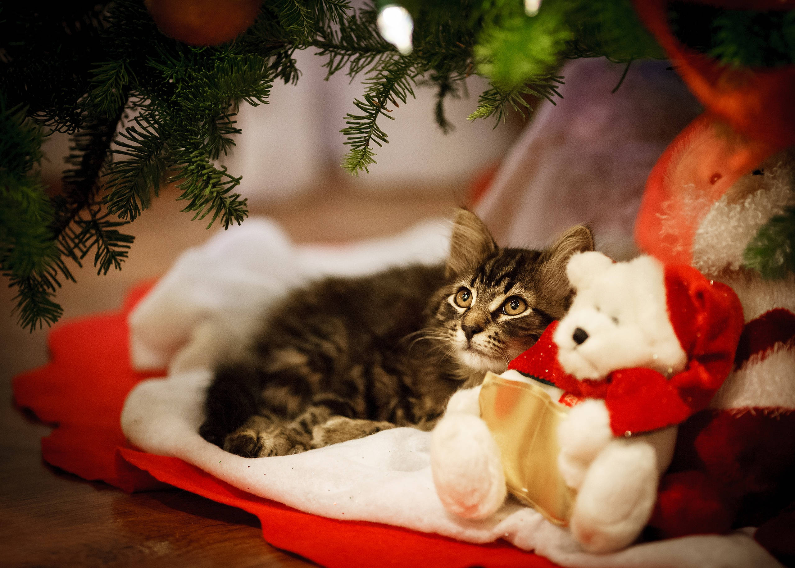Cute Kitty Holiday Break Background