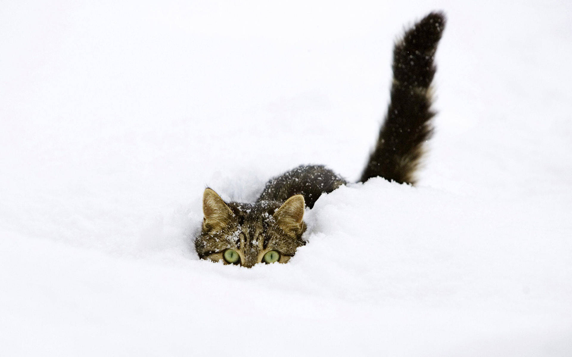 Cute Kitty In Snow Background