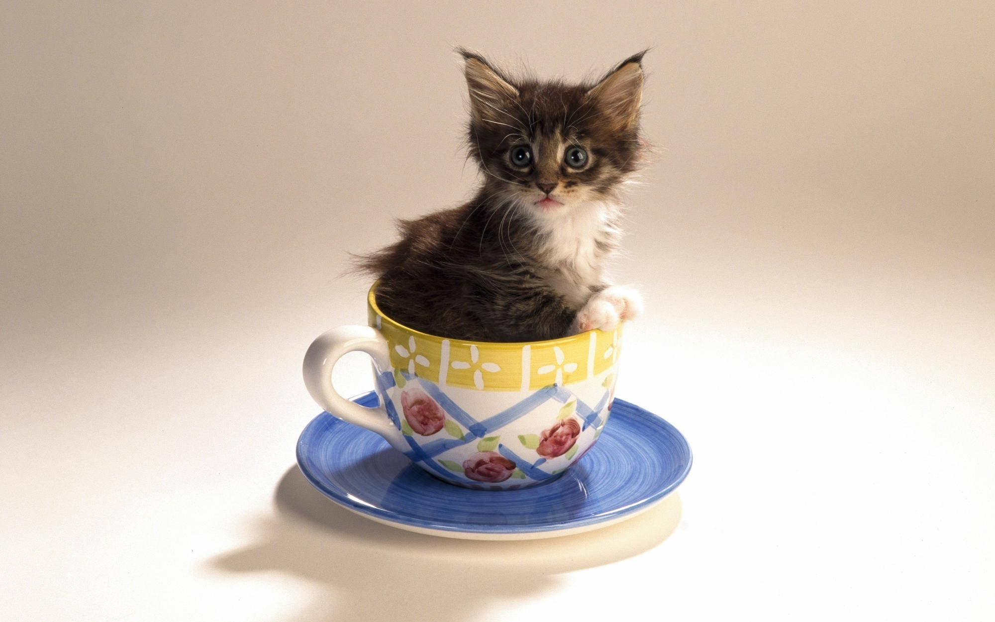 Cute Kitty In Teacup Background