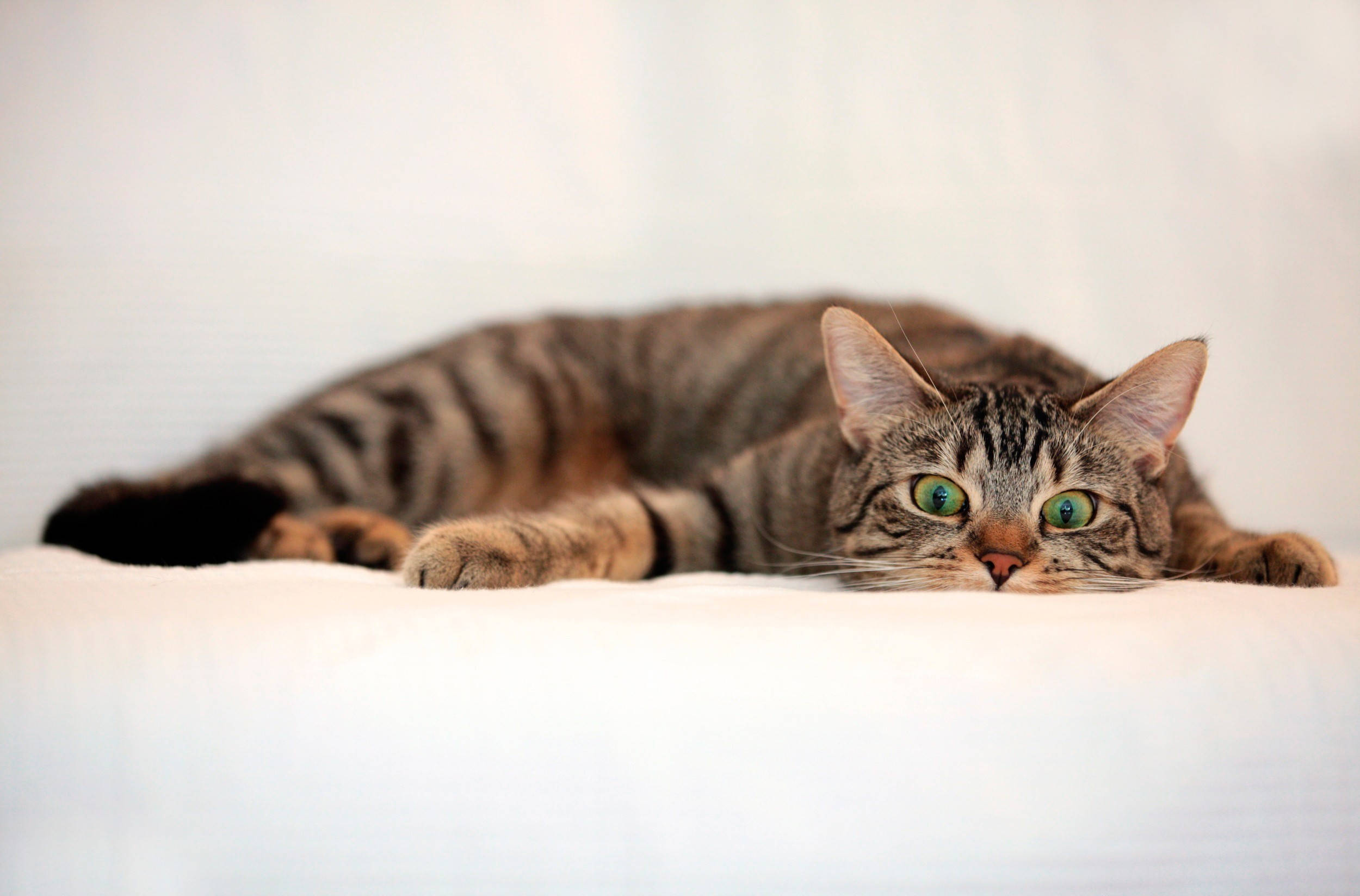 Cute Kitty Lazing On White Sheets Background