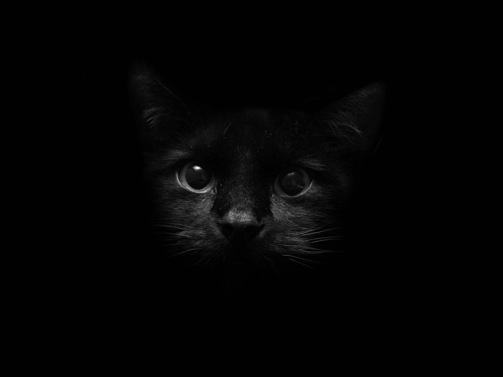 Cute Kitty Minimalistic Screen Art Background