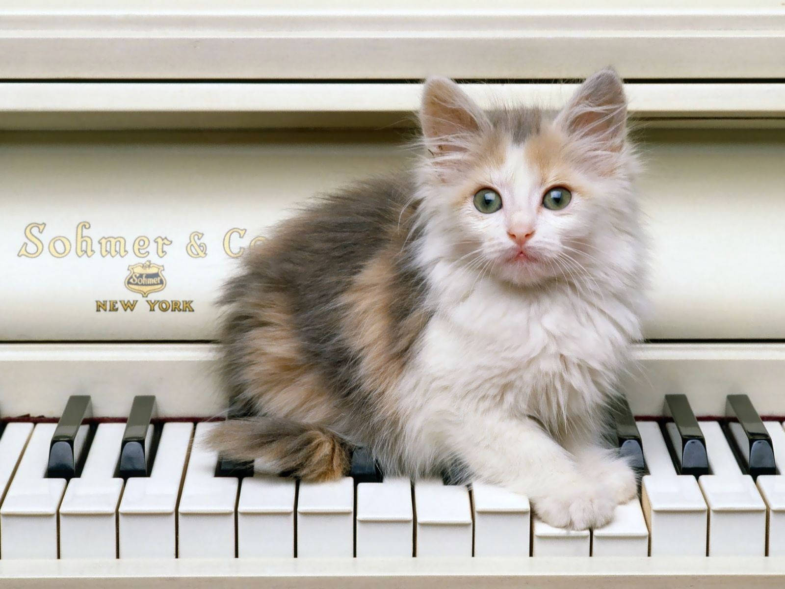 Cute Kitty On Piano Keys Background