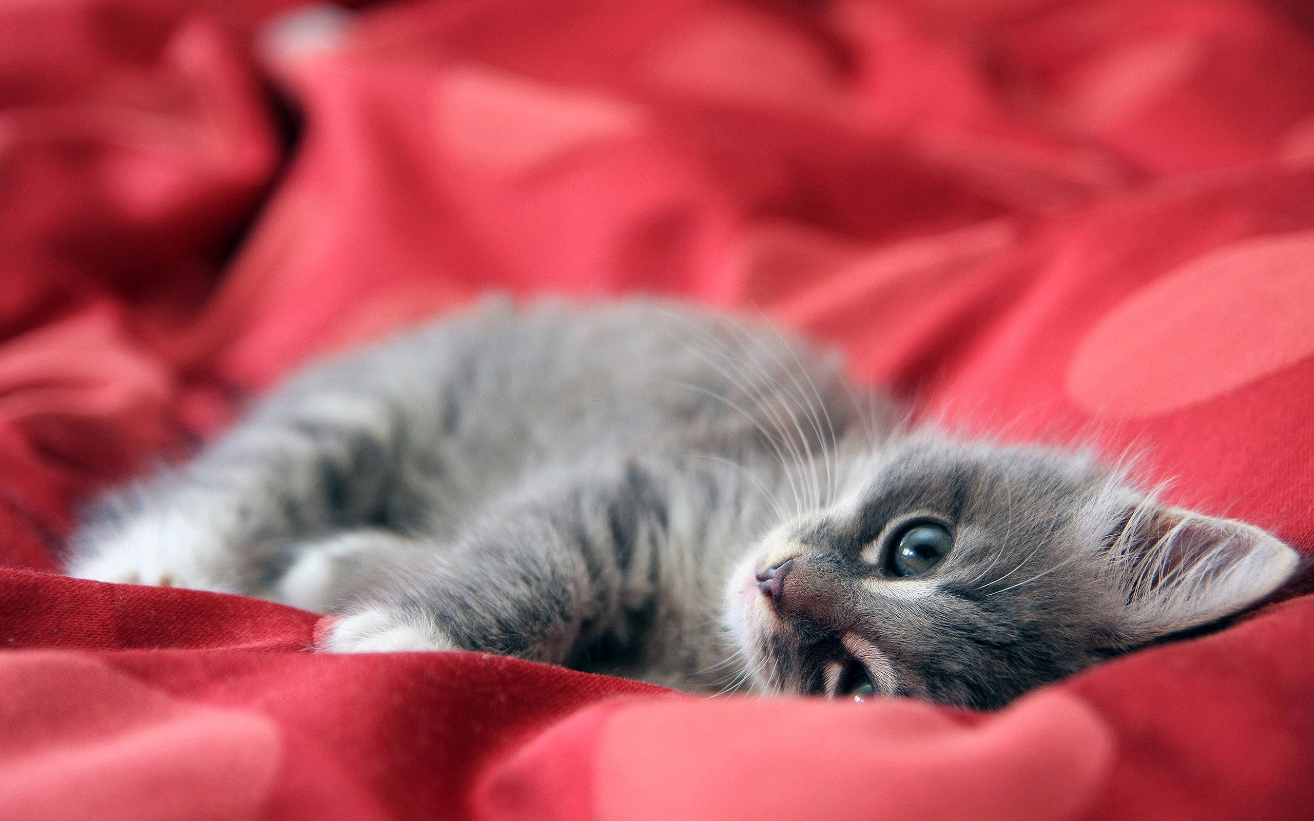 Cute Kitty On Red Satin Wallpaper