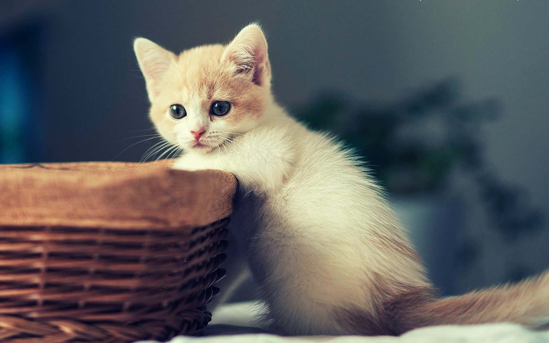 A Kitten Is Sitting In A Basket On A Bed