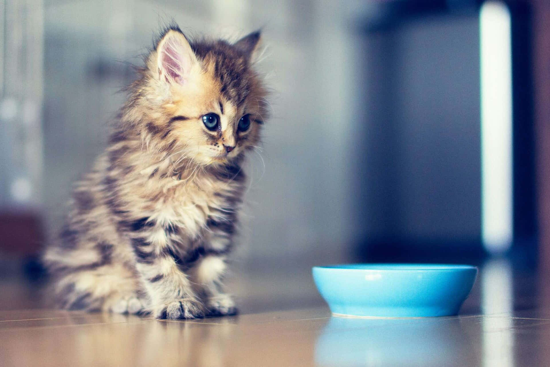 This cute little kitty is sure to brighten your day!