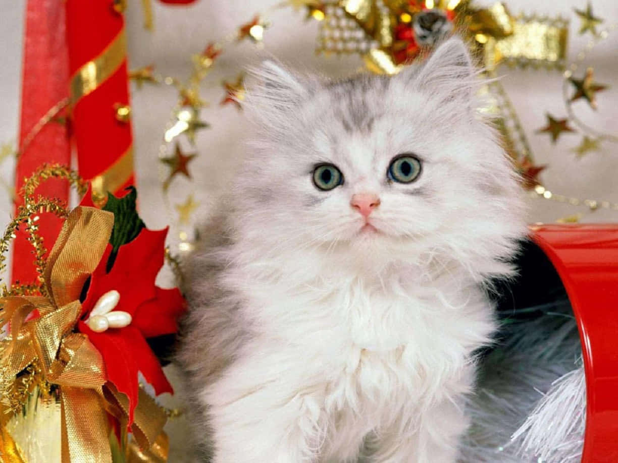 A White Kitten Sitting In A Red Box With Decorations
