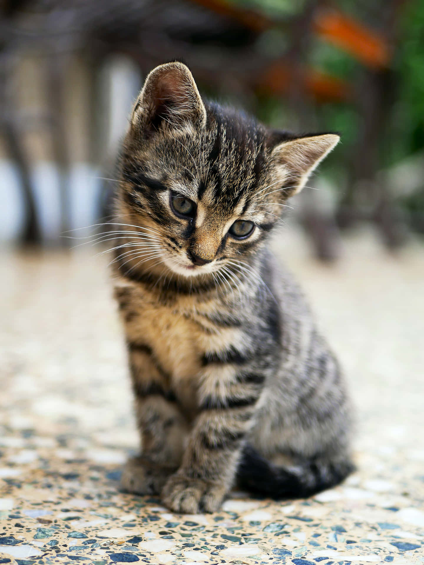 A Small Kitten Sitting On A Tile Floor