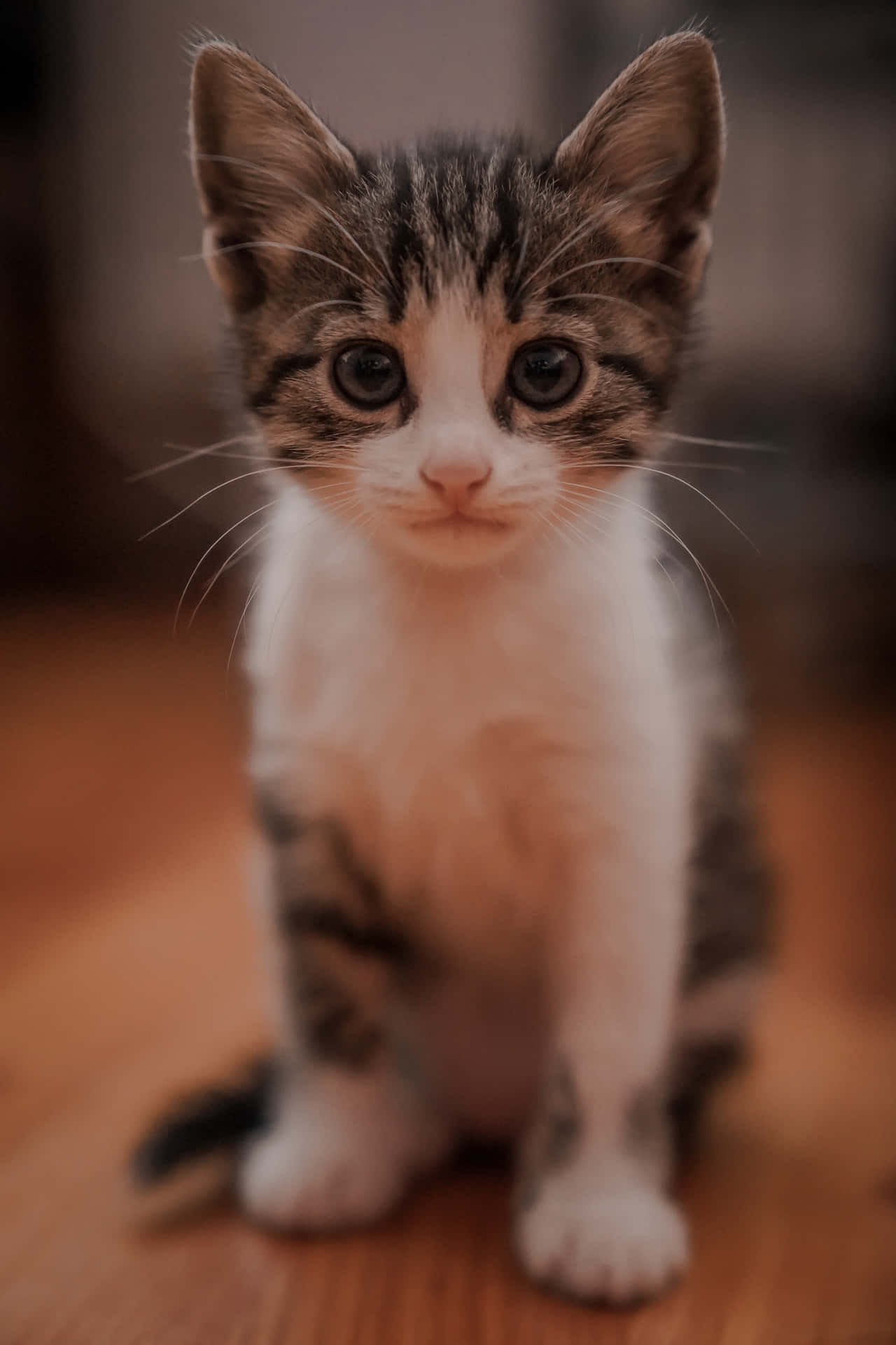 "The Cutest Kitty Around!"