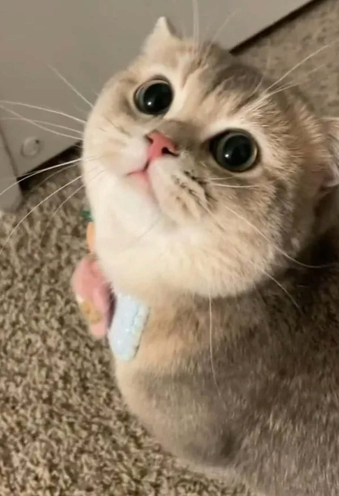 Look at this Adorable Kitty!