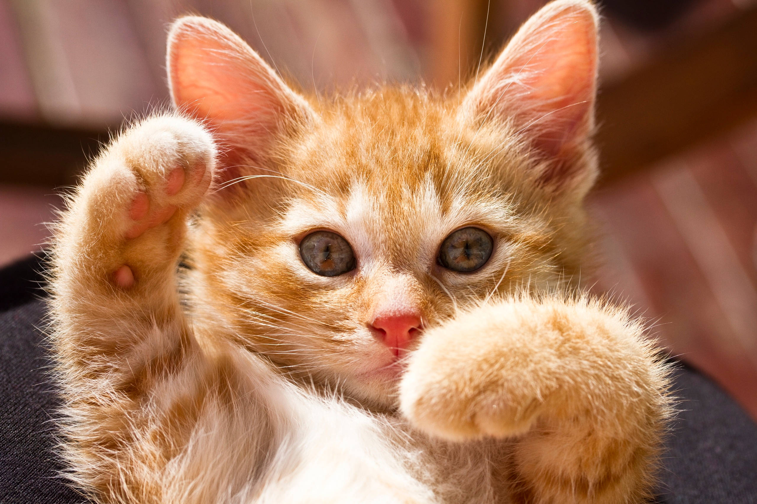 Cute Kitty Showing Its Paw Wallpaper