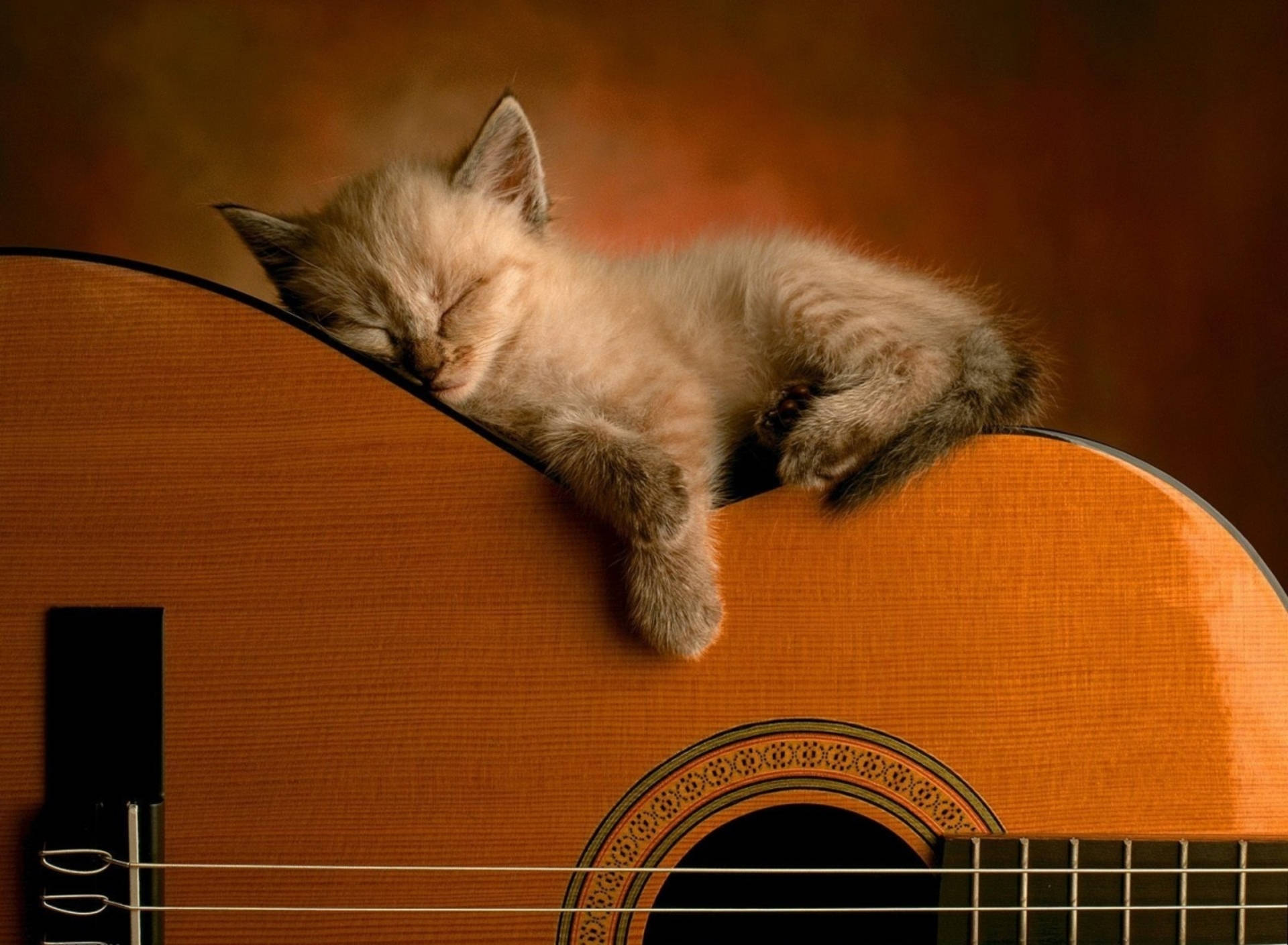 Cute Kitty Sleeping On Guitar Background