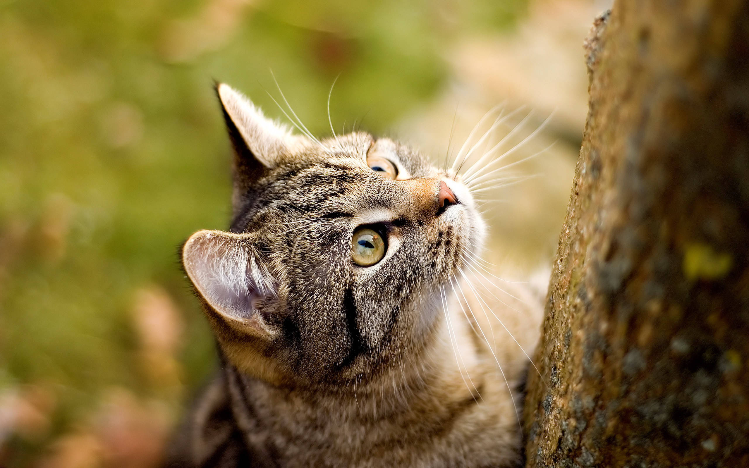Cute Kitty Tree Hunter Background