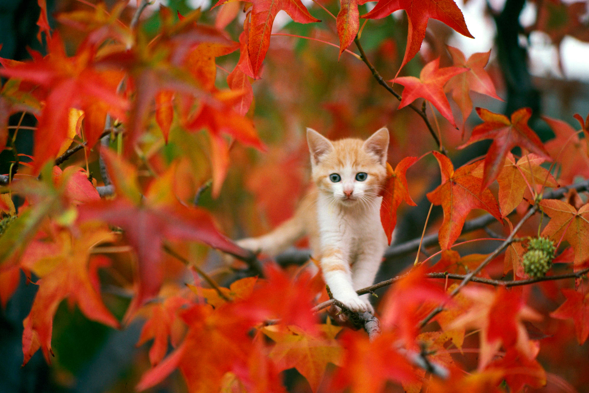 Cute Kitty With Autumn Leaves Wallpaper