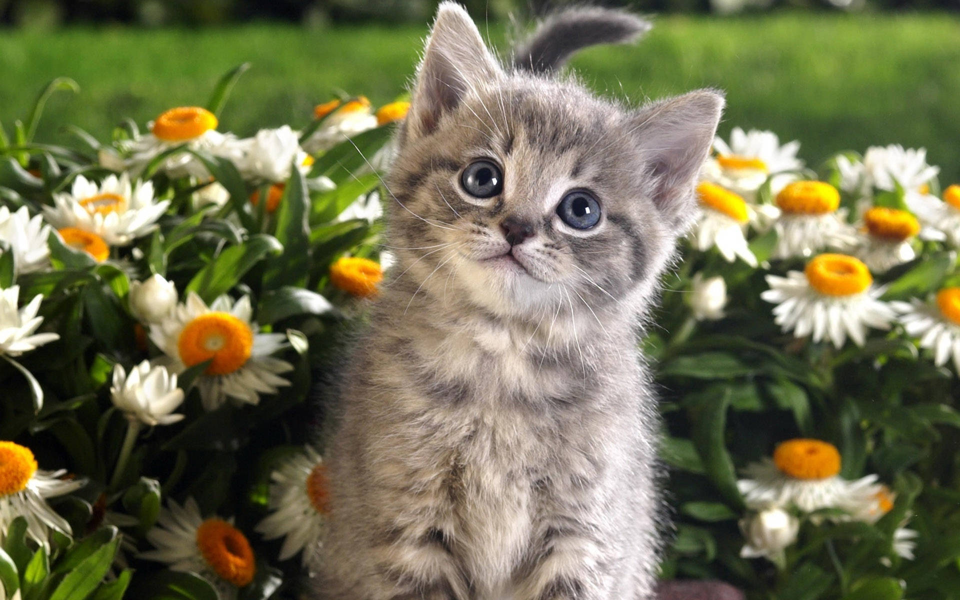 Cute Kitty With Daisy Flowers Background