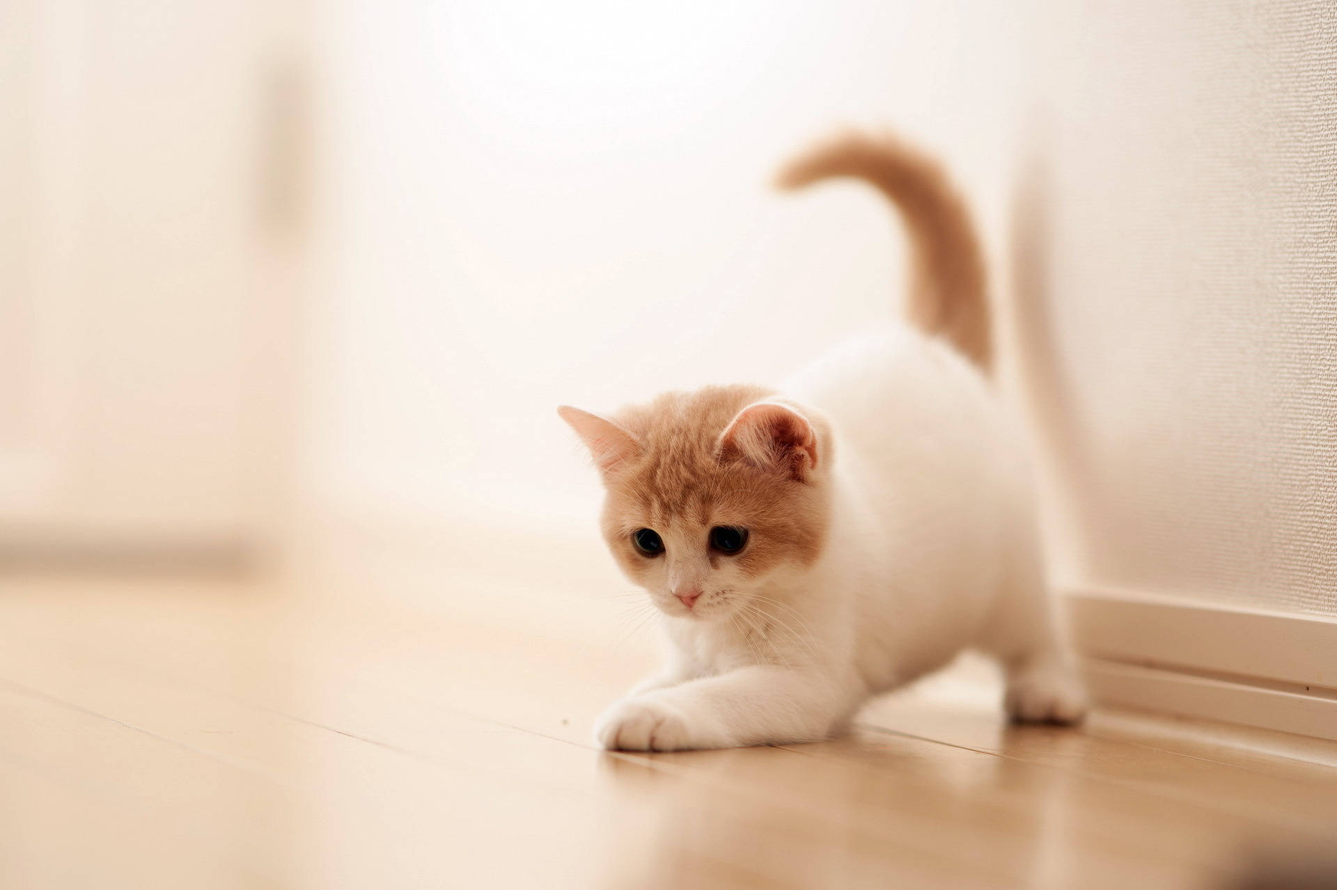 Cute Kitty With Orange Tail Background