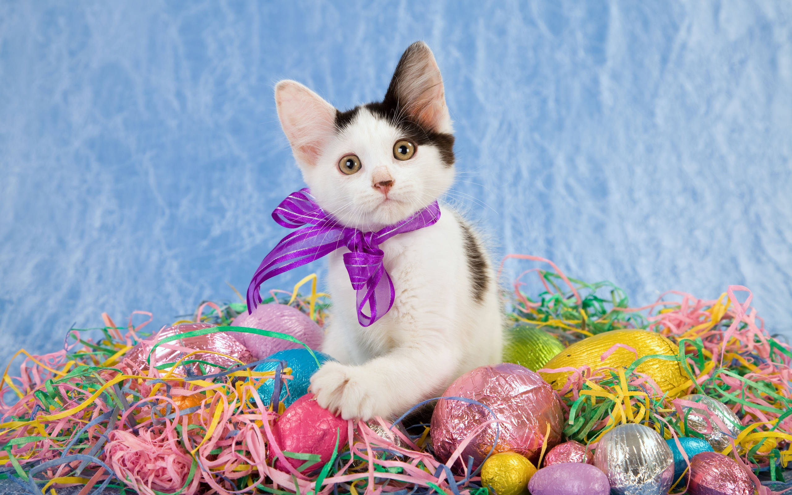 Cute Kitty With Yarn Rolls Background