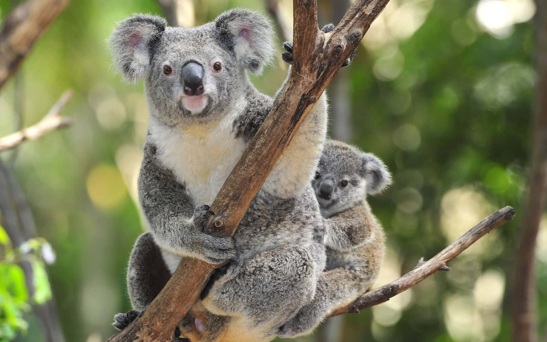 Cute Koala Hanging On The Tree